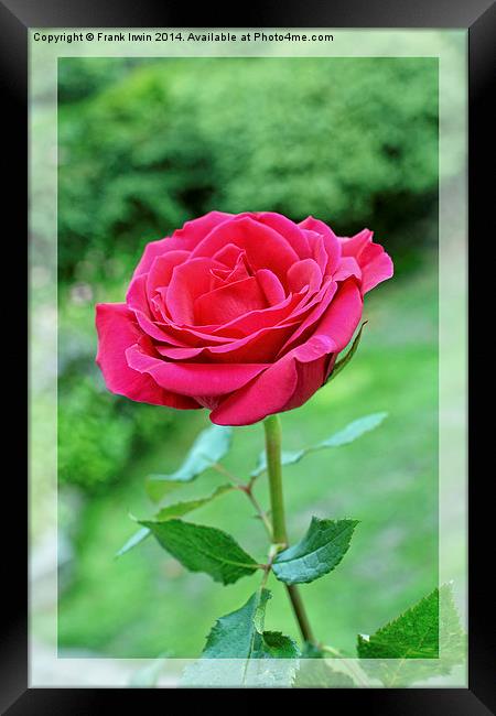 A beautiful single Red Hybrid Tea rose shown artis Framed Print by Frank Irwin