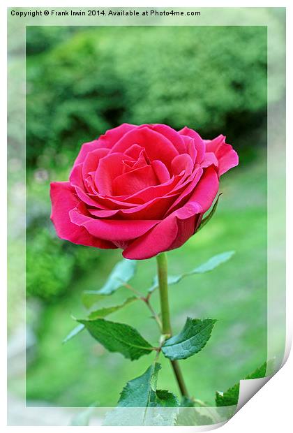 A beautiful single Red Hybrid Tea rose shown artis Print by Frank Irwin