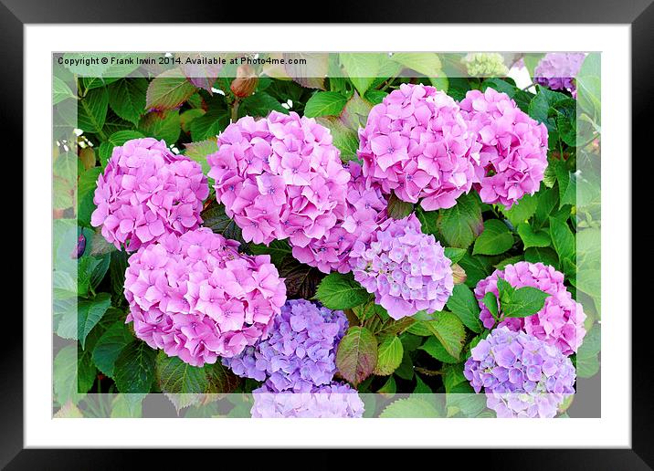  Beautiful & Colourful Hydrangea shown artisticall Framed Mounted Print by Frank Irwin