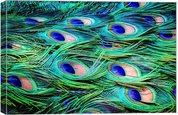 Peacock Feather Carpet Canvas Print by Peta Thames
