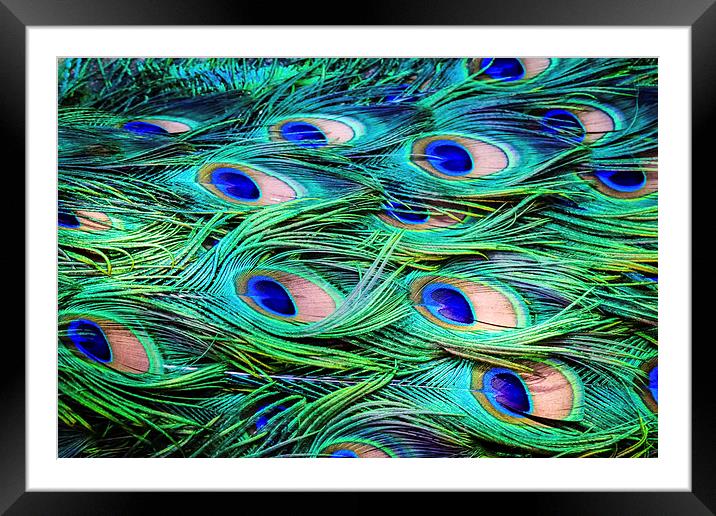 Peacock Feather Carpet Framed Mounted Print by Peta Thames