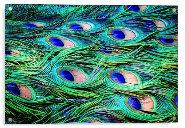 Peacock Feather Carpet Acrylic by Peta Thames