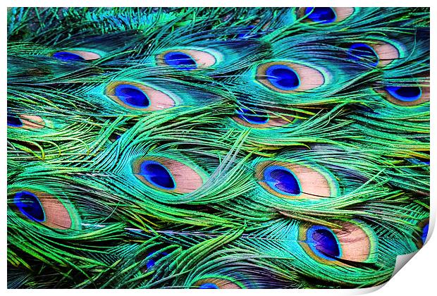 Peacock Feather Carpet Print by Peta Thames