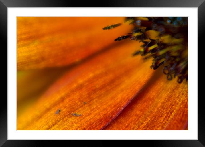 Beautiful Blur Framed Mounted Print by Mark Robson