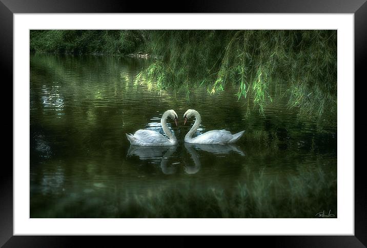  A PERFECT PAIR Framed Mounted Print by Rob Toombs