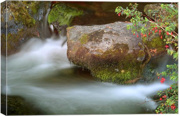 Fuschia by a Stream  Canvas Print by graham young