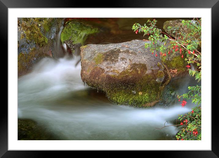 Fuschia by a Stream  Framed Mounted Print by graham young