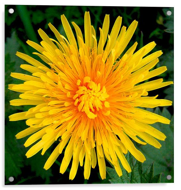 Yellow Chrysanthemum  Acrylic by Mike Gorton