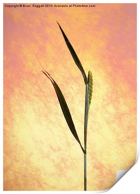  Grass still life Print by Brian  Raggatt