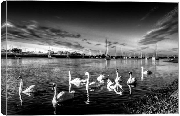 The Summer evening swans Canvas Print by David Pyatt