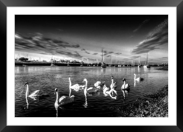 The Summer evening swans Framed Mounted Print by David Pyatt