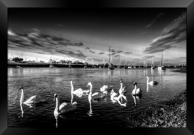 The Summer evening swans Framed Print by David Pyatt
