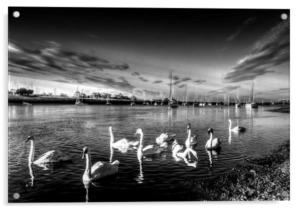 The Summer evening swans Acrylic by David Pyatt