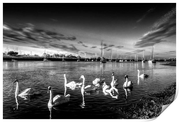 The Summer evening swans Print by David Pyatt