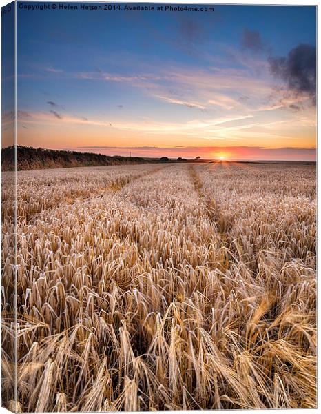 Barley Field at sunset in the Cornish Countryside Canvas Print by Helen Hotson
