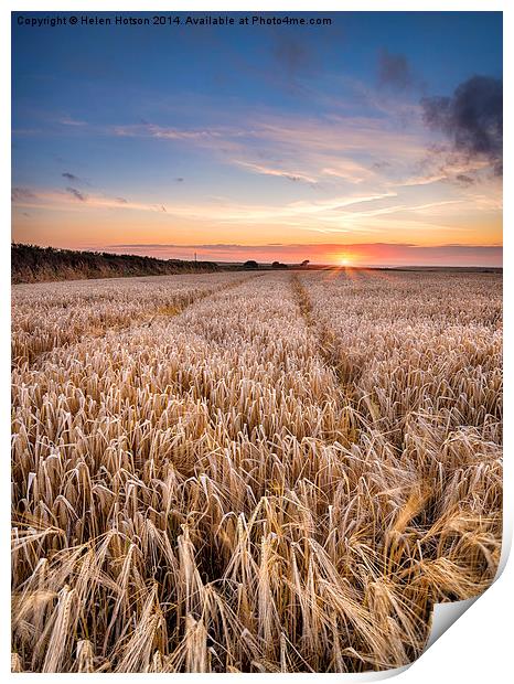 Barley Field at sunset in the Cornish Countryside Print by Helen Hotson