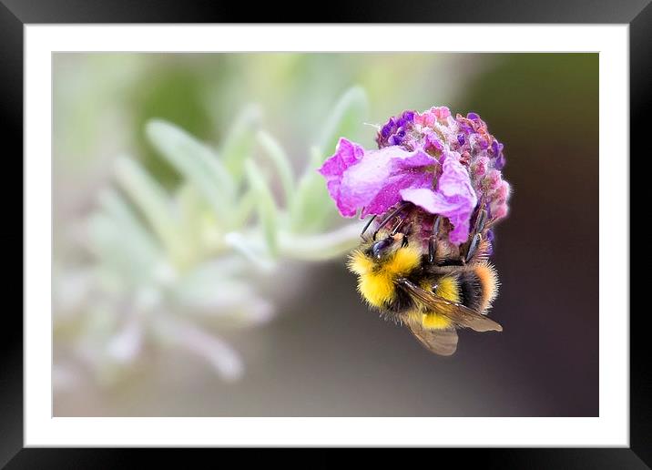  Bumble Bee on Lavender Framed Mounted Print by Jennie Franklin