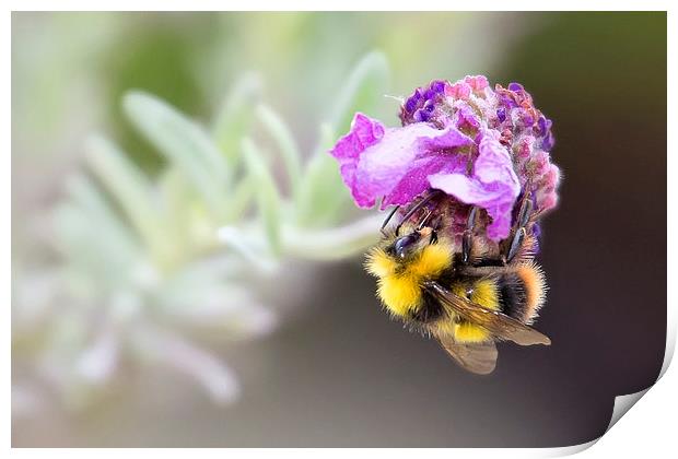  Bumble Bee on Lavender Print by Jennie Franklin