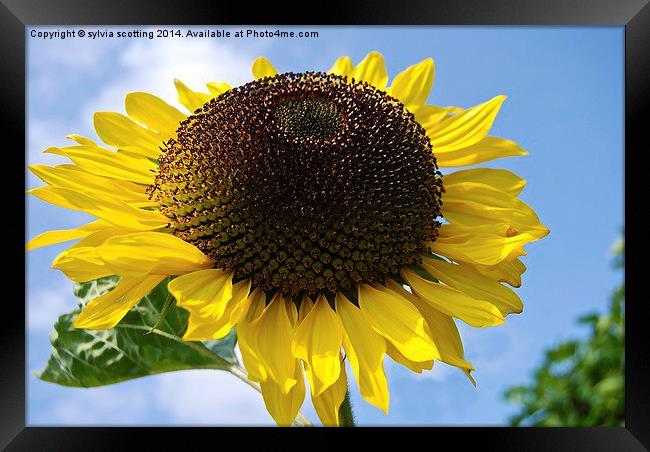  Reach for the sun Framed Print by sylvia scotting