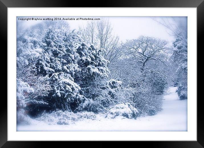  Winters Morning Framed Mounted Print by sylvia scotting