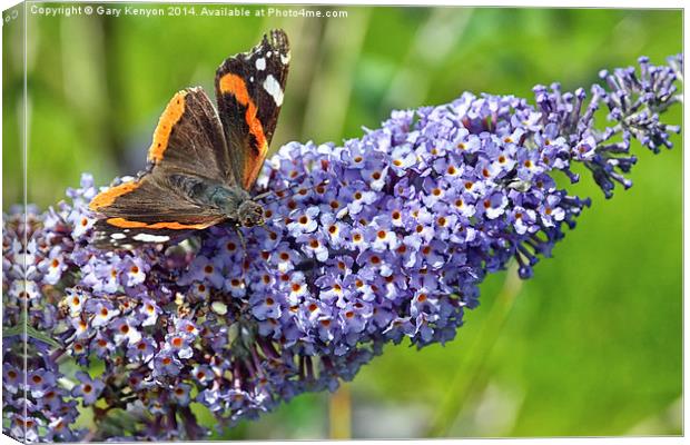  Red Admiral Butterfly Canvas Print by Gary Kenyon
