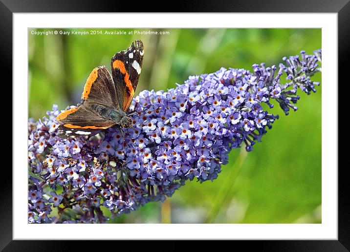  Red Admiral Butterfly Framed Mounted Print by Gary Kenyon