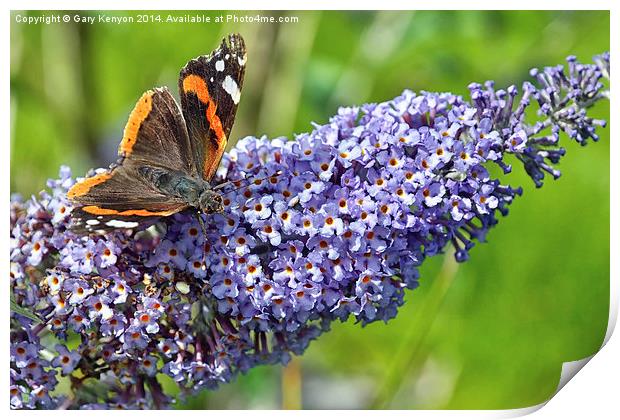  Red Admiral Butterfly Print by Gary Kenyon