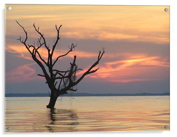 Maracaibou Lake, Venezuela Acrylic by tim bowron