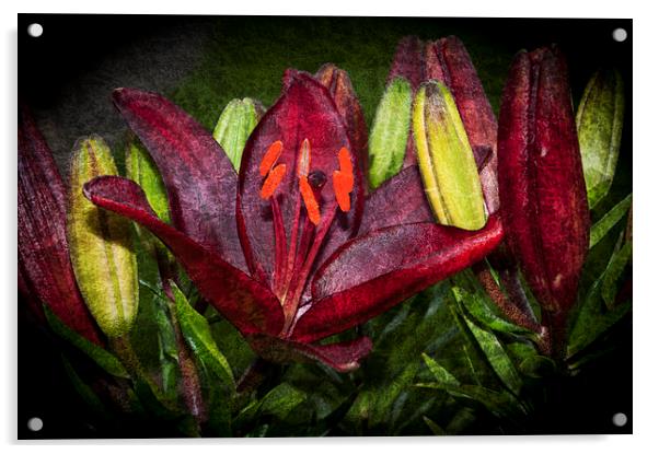 Red Lily 5 Acrylic by Steve Purnell