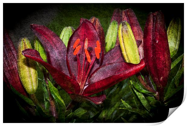 Red Lily 5 Print by Steve Purnell