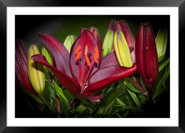 Red Lily 6 Framed Mounted Print by Steve Purnell