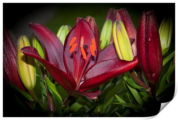 Red Lily 6 Print by Steve Purnell