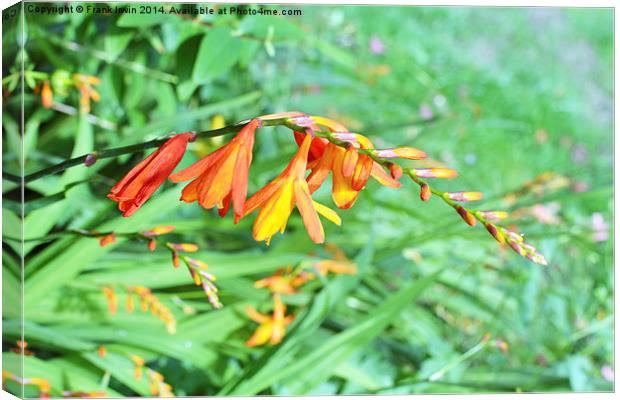  Colourful Montbretia in all its glory Canvas Print by Frank Irwin