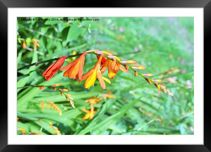  Colourful Montbretia in all its glory Framed Mounted Print by Frank Irwin