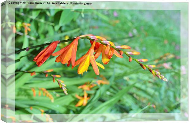 Colourful Montbretia in all its glory Canvas Print by Frank Irwin