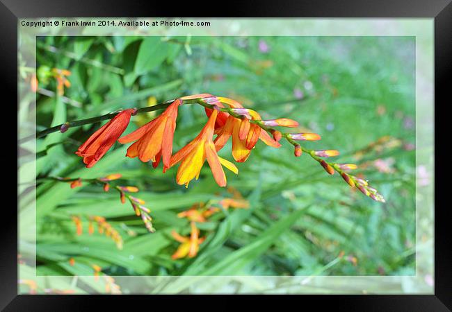  Colourful Montbretia in all its glory Framed Print by Frank Irwin
