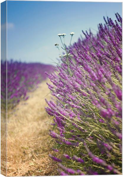 English Lavender Field with Blue Sky Canvas Print by Victoria Davies