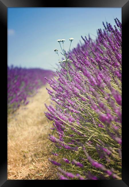 English Lavender Field with Blue Sky Framed Print by Victoria Davies