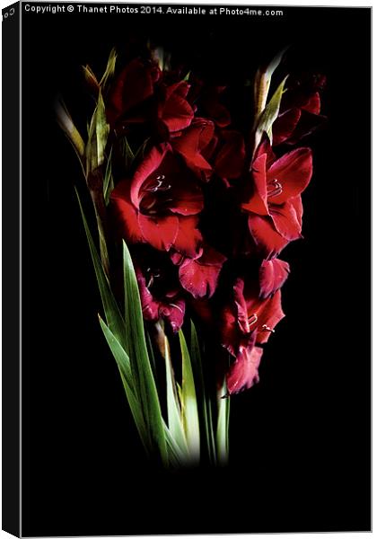  Deep Red gladiolas  Canvas Print by Thanet Photos