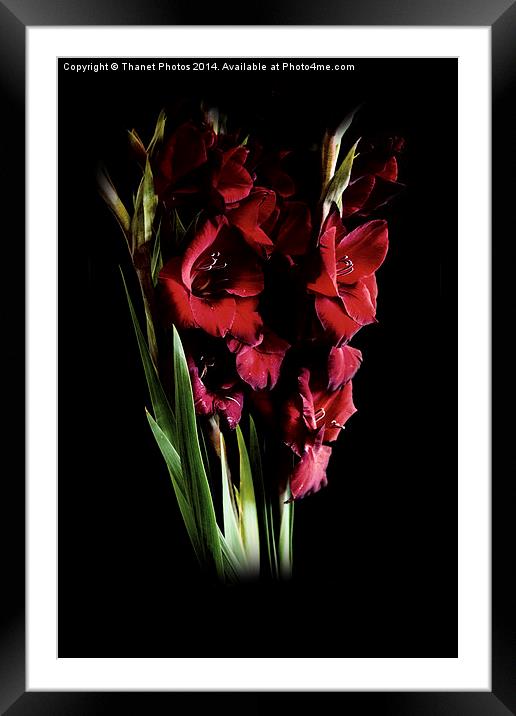  Deep Red gladiolas  Framed Mounted Print by Thanet Photos