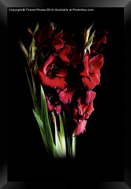  Deep Red gladiolas  Framed Print by Thanet Photos