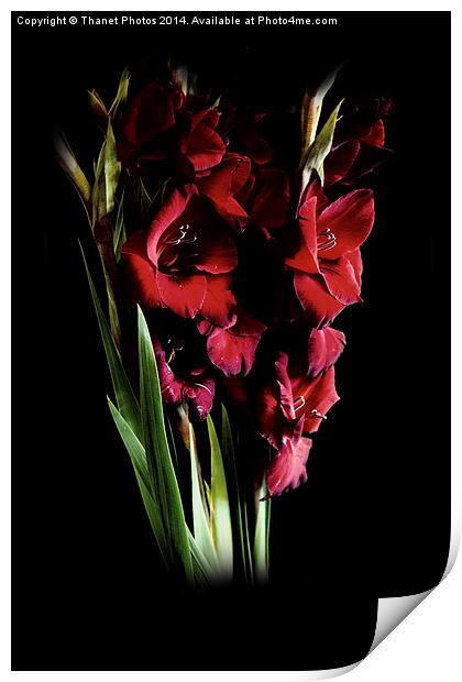  Deep Red gladiolas  Print by Thanet Photos