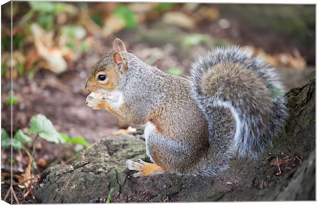  Grey Squirrel Canvas Print by Catherine Joll
