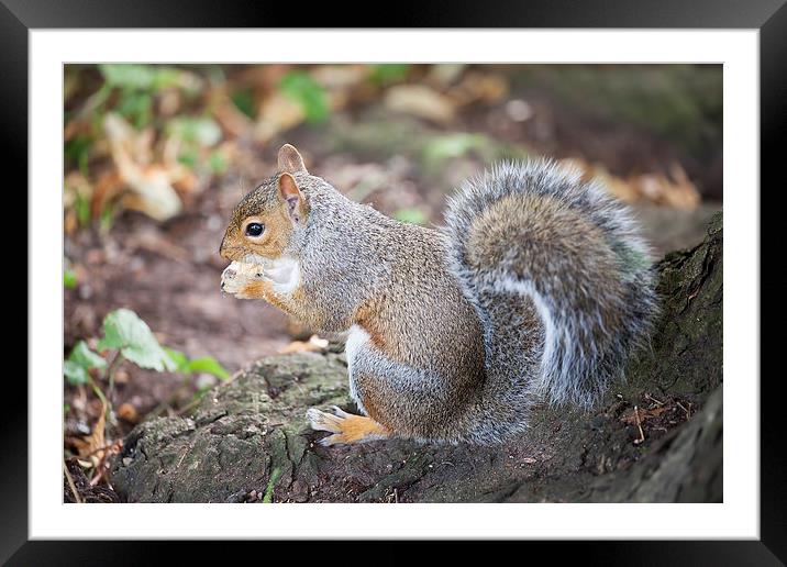  Grey Squirrel Framed Mounted Print by Catherine Joll