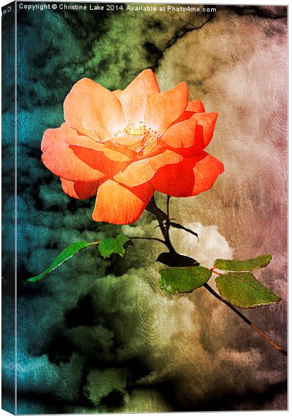 Rose With A View  Canvas Print by Christine Lake