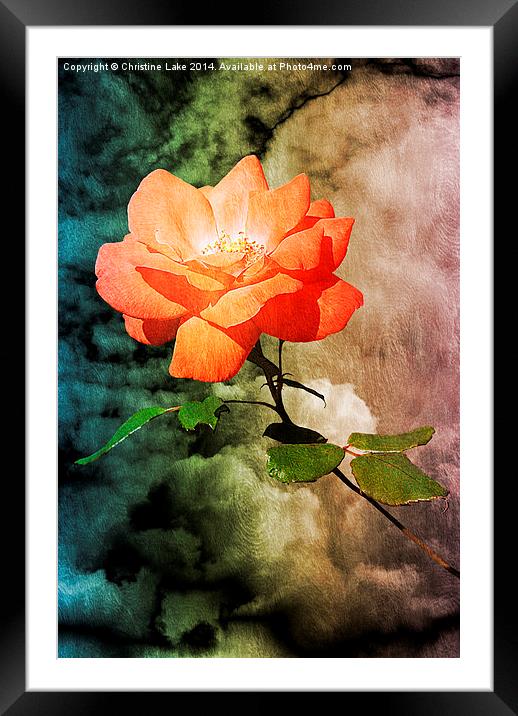 Rose With A View  Framed Mounted Print by Christine Lake