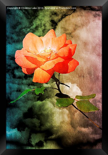 Rose With A View  Framed Print by Christine Lake