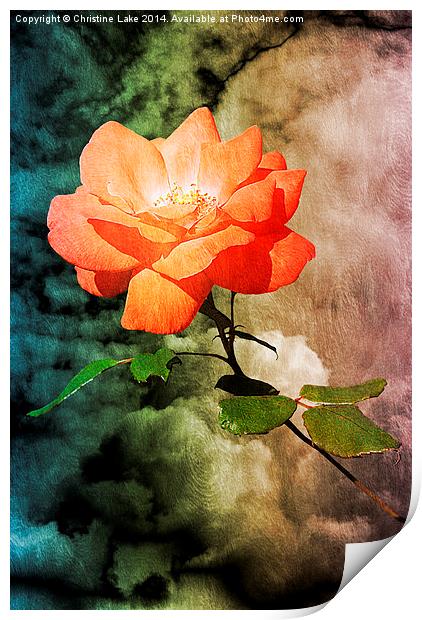 Rose With A View  Print by Christine Lake
