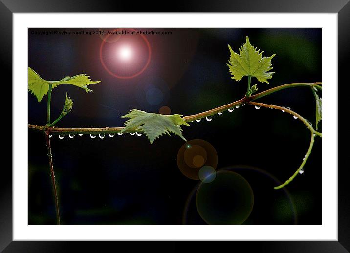  String of pearls Framed Mounted Print by sylvia scotting