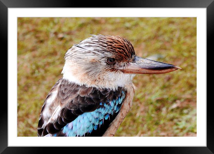  Blue Winged Kookaburra Framed Mounted Print by Phil Clements